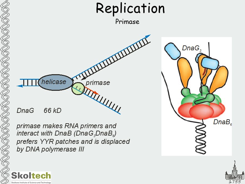 Replication Primase